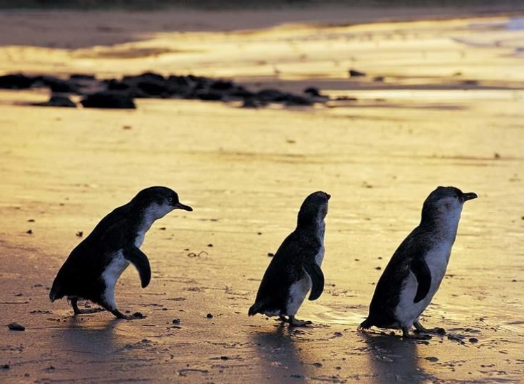 Chim cánh cụt nhỏ tại Phillip Island Úc Chim cánh cụt nhỏ xinh sinh sống tự nhiên tại Phillip Island Úc
